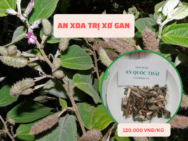 Cây an xoa - dược liệu điều trị bệnh xơ gan hiệu quả