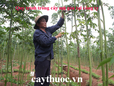 trồng cây mủ gòn