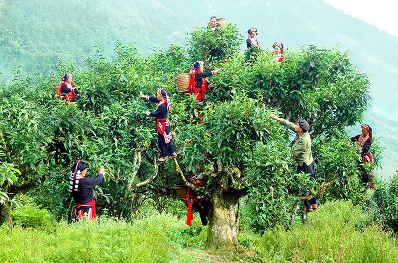 trà shan tuyết cổ thụ