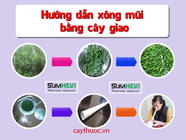 xông mũi bằng cây giao