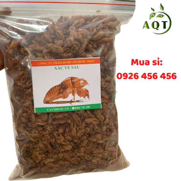 Mua xác ve sầu ở đâu