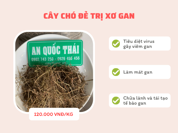 Chữa xơ gan cổ trướng bằng cây chó đẻ