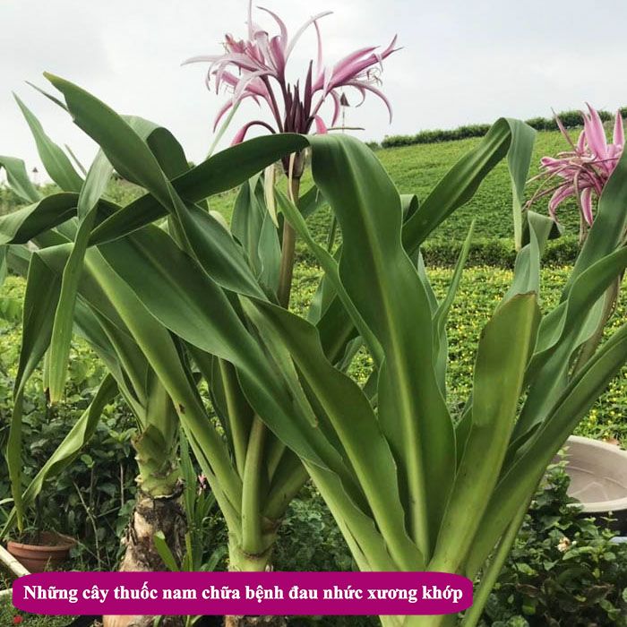 Những cây thuốc nam chữa bệnh đau nhức xương khớp cực kì hiệu quả