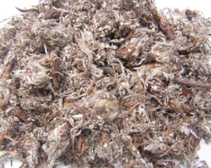 Bắc tử thảo: Công dụng, liều dùng, kiêng kỵ, địa chỉ bán tại TP HCM