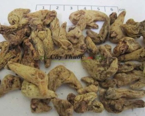 Bạch cập có tác dụng gì? Cách dùng bạch cập chữa bệnh trong y học