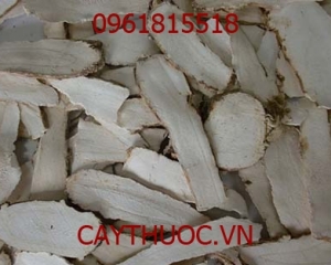 BẠCH CHỈ, TÁC DỤNG CHỮA BỆNH CỦA BẠCH CHỈ