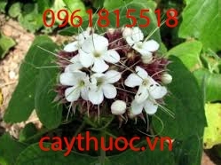 Bạch Đồng Nữ Thần Dược Đối Với Các Bệnh Phụ Nữ