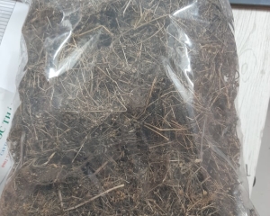 Bạch hoa xà là cây gì? Tác dụng, cách dùng, hình ảnh, mua ở đâu?