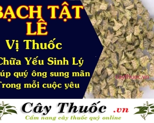 Bạch tật lê có tác dụng gì? Ngâm rượu kết hợp với loại thuốc nào tốt?