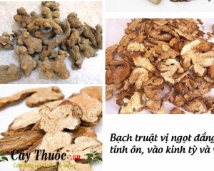 Bạch truật là vị thuốc gì? Có tác dụng gì? Giá bao nhiêu? Mua ở đâu?