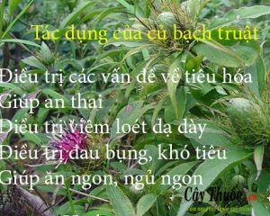 Bạch truật là vị thuốc gì? Có tác dụng gì? Giá bao nhiêu? Mua ở đâu?
