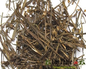 Bán chi liên là cây gì? [Hình ảnh, tác dụng, cách dùng] chữa ung thư.