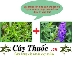 Bán chi liên là cây gì? [Hình ảnh, tác dụng, cách dùng] chữa ung thư.