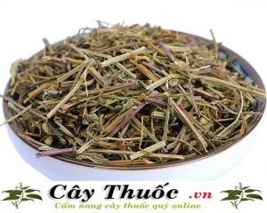 Bán chi liên là cây gì? [Hình ảnh, tác dụng, cách dùng] chữa ung thư.