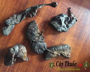 Bao tử nhím (dạ dày nhím) chữa đau dạ dày, cách ngâm rượu trị bệnh