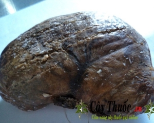 Bao tử nhím (dạ dày nhím) chữa đau dạ dày, cách ngâm rượu trị bệnh