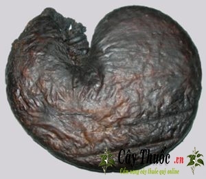 Bao tử nhím (dạ dày nhím) chữa đau dạ dày, cách ngâm rượu trị bệnh