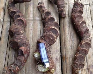 Bảy lá một hoa - thất diệp nhất chi hoa - thuốc cho bệnh nhân ung thư