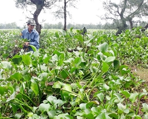 Cây bèo cái [hình ảnh, tác dụng, mua ở đâu] chữa viêm xoang, hen suyễn