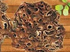 Bí kỳ nam thần dược có công dụng điều trị viêm gan, xơ gan hiệu quả.