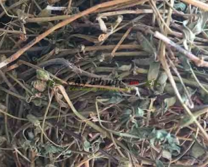 Biển súc: Hình ảnh, địa chỉ bán, tác dụng chữa bệnh của cây biển súc.