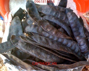 Bồ kết có tác dụng gì cho tóc? Mua bán quả bồ kết ở đâu tốt nhất?