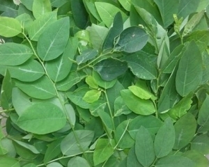 Cây bồ ngót (rau ngót) có tác dụng trị bệnh gì? Mua bồ ngót khô ở đâu.