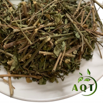 Cây bồ ngót (rau ngót) có tác dụng trị bệnh gì? Mua bồ ngót khô ở đâu.