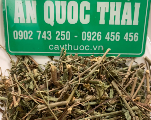 Cây bồ ngót (rau ngót) có tác dụng trị bệnh gì? Mua bồ ngót khô ở đâu.