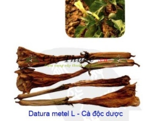 Cà độc dược chữa bệnh gì? Hoa cây cà độc dược chữa bệnh viêm xoang.