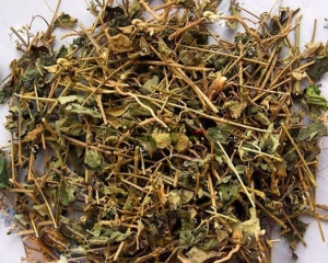 Cà gai leo có tác dụng gì chữa bệnh gì? Cách sử dụng cây cà gai leo.