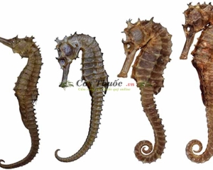 Cá ngựa có phải là thần dược tác dụng chữa yếu sinh lý như tin đồn.