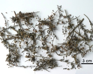 Cam Thảo Đất: Tác Dụng Chữa Bệnh Của Cây Cam Thảo Đất. Cam Thảo Đất: Tác Dụng Chữa Bệnh Của Cây Cam Thảo Đất.