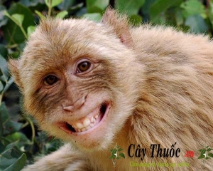 Cao khỉ có phải là thần dược chữa được bách bệnh
