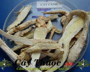 Cát cánh có tác dụng gì? Cách dùng trị bệnh. Mua ở đây tốt nhất.