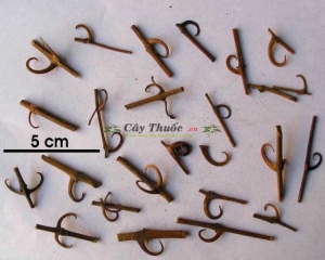 Câu đằng có tác dụng gì? Mua câu đằng ở đâu uy tín? Giá bao nhiêu?