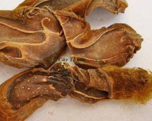 Cẩu tích (lông cu li) có tác dụng gì? Địa chỉ bán cẩu tích tại TP HCM?