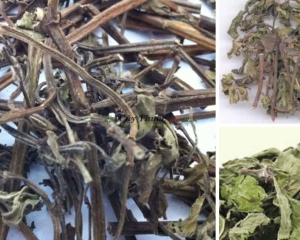 Cây bạc hà có tác dụng gì? Cách dùng cây bạc hà chữa bệnh. Mua ở đâu?