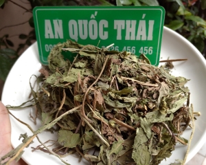 Cây bồ công anh có tác dụng chữa bệnh gì? Có mấy loại? Mua bán ở đâu.