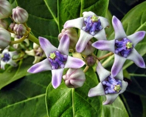 Cây bồng bồng chữa bệnh gì? Hình ảnh, tác dụng, cách dùng.