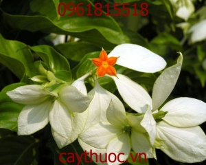 Cây bướm bạc có tác dụng gì? Chữa bệnh gì? Hình ảnh và cách sử dụng