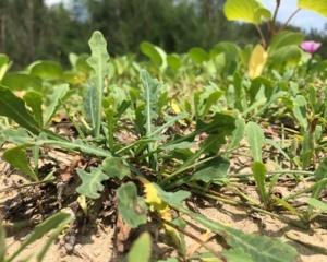 Cây cải trời có tác dụng gì? Hình ảnh cây cải trời. Giá bán bao nhiêu?