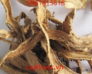 Cây Cát Lồi vị thuốc quý điều trị đau nhức xương khớp hữu hiệu