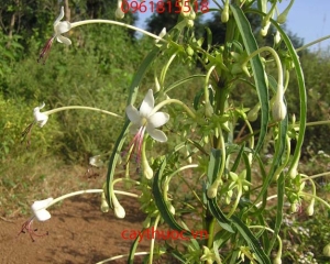 Cây Chỉ Thiên chữa bệnh gì? Cách sử dụng chữa viêm họng, viêm amidan