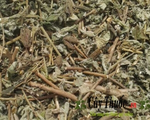 Cây chìa vôi có mấy loại? Tác dụng chữa bệnh gì? Cách dùng như thế nào