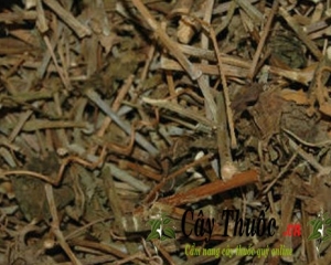 Cây chìa vôi có mấy loại? Tác dụng chữa bệnh gì? Cách dùng như thế nào