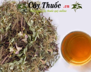 Cây chó đẻ có tác dụng gì? Uống nước cây chó đẻ chữa bệnh gì?