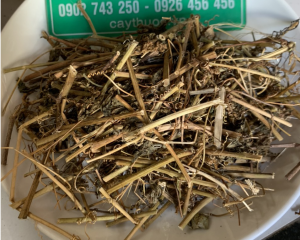 Cây chùm bao chữa bệnh gì? Hình ảnh, tác dụng, cách sử dụng cây chùm bao