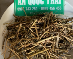 Cây chùm bao chữa bệnh gì? Hình ảnh, tác dụng, cách sử dụng cây chùm bao