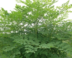 Cây chùm ngây là thảo dược gì? Công dụng và liều dùng điều trị bệnh.